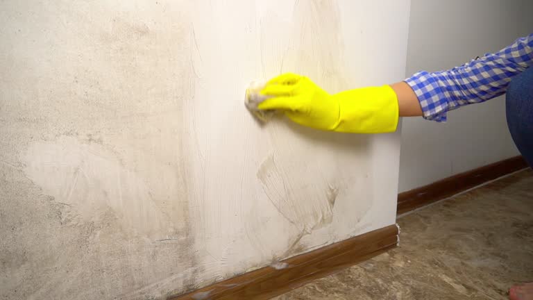 Best Basement Mold Removal  in Shepherd, MI