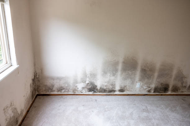 Biohazard Mold Removal in Shepherd, MI