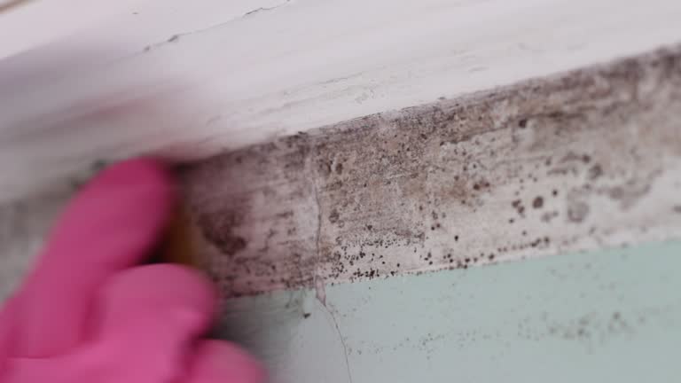 Best Asbestos and Lead Testing During Mold Inspection  in Shepherd, MI